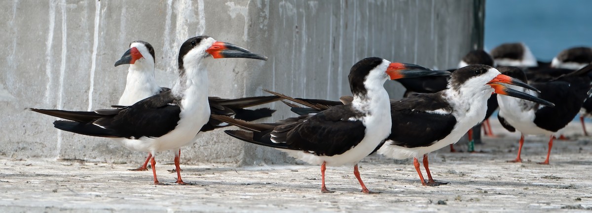 Black Skimmer - ML646800913