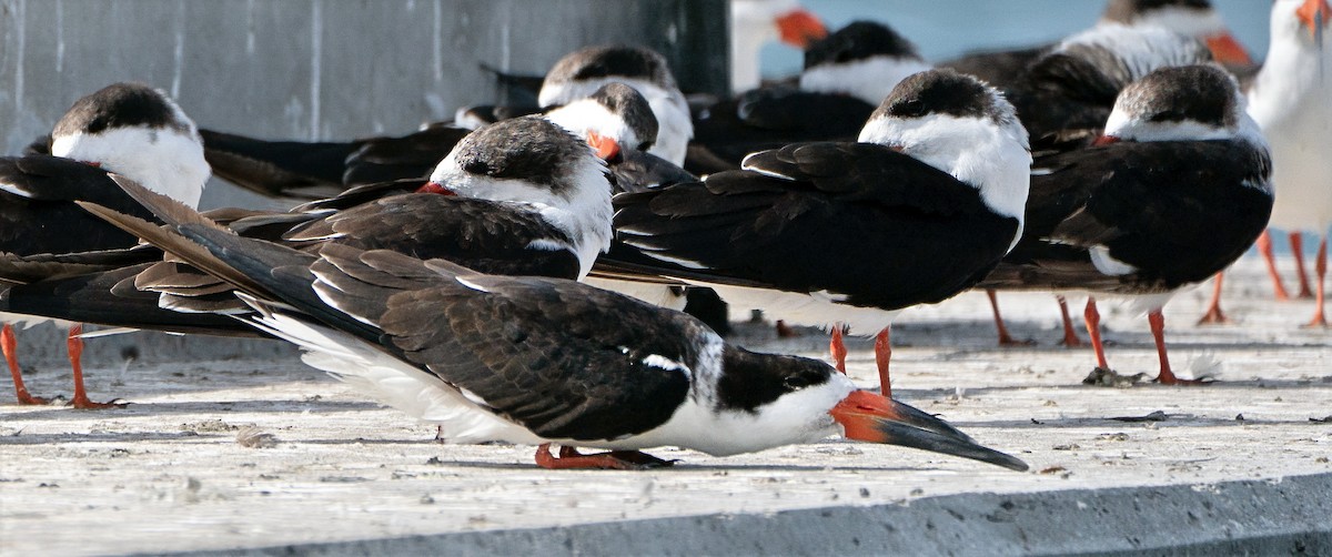 Black Skimmer - ML646800914