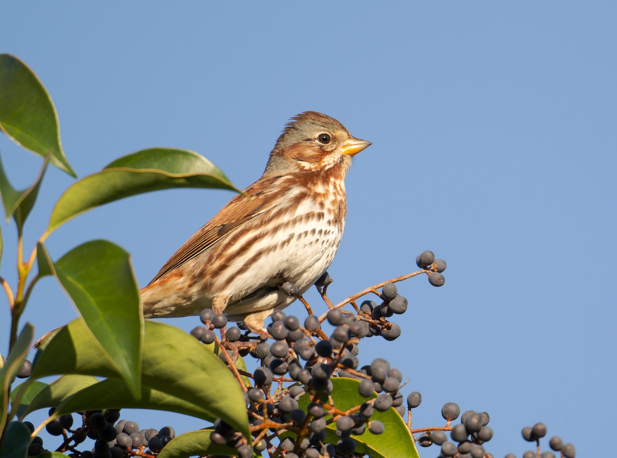 Fox Sparrow (Red) - ML646800915