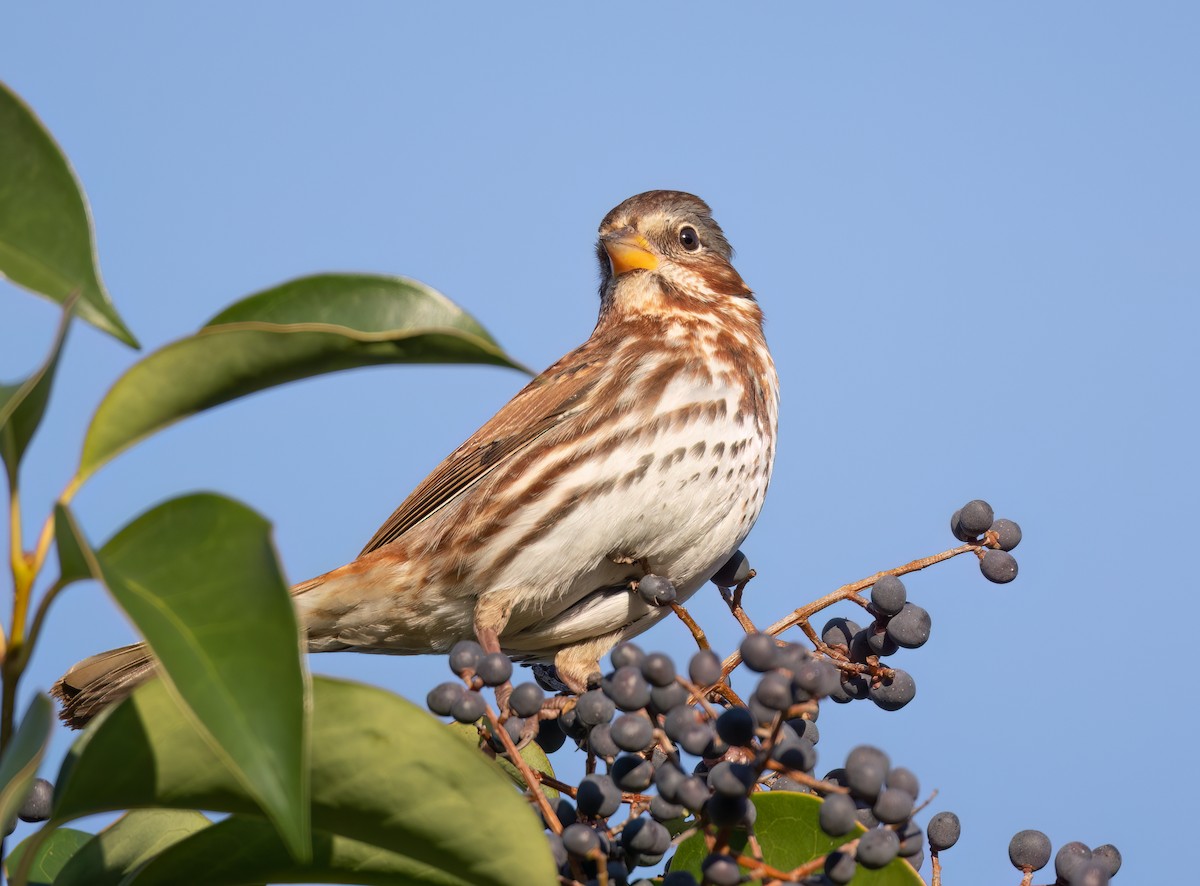 Fox Sparrow (Red) - ML646800921