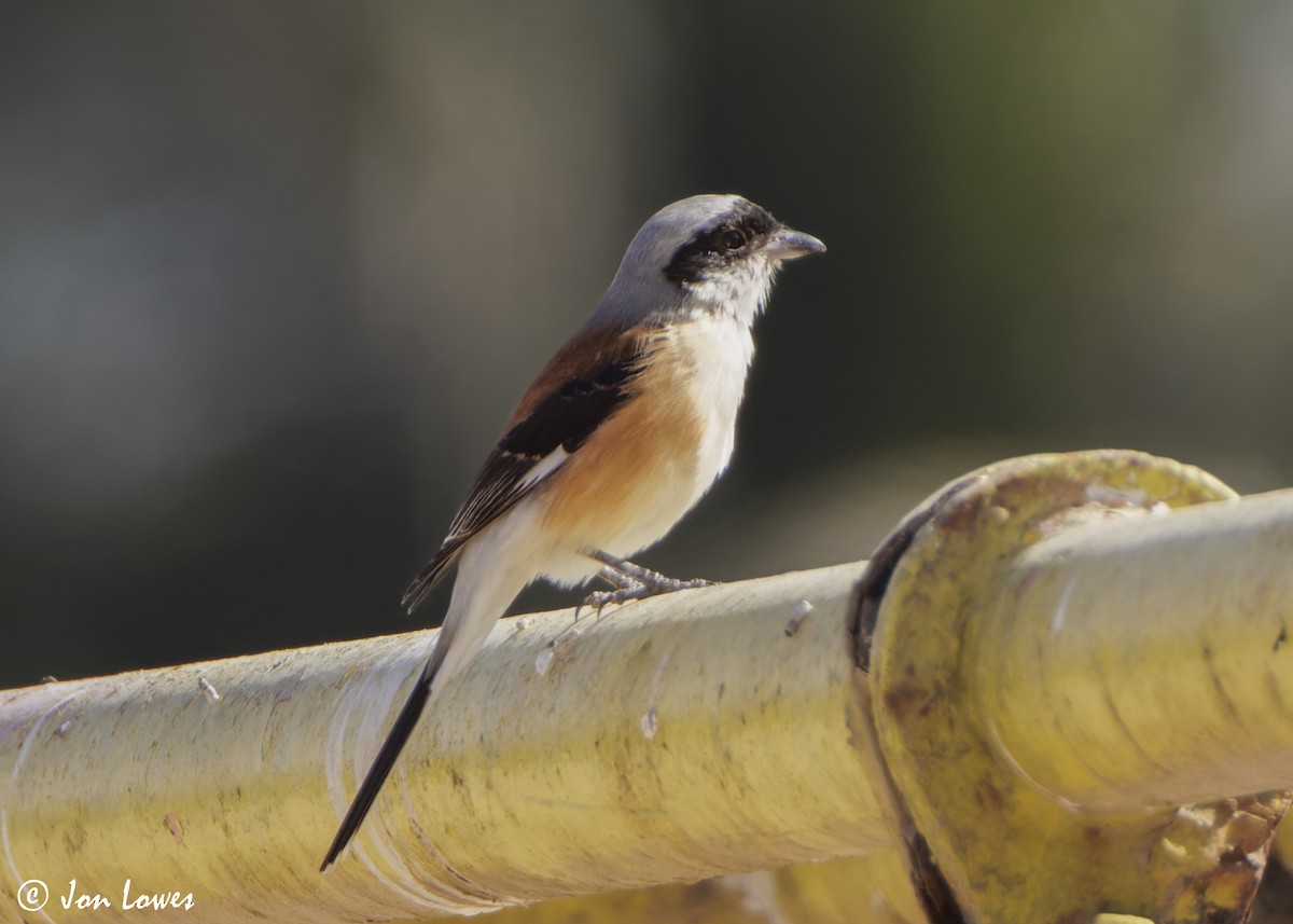 Pie-grièche à bandeau - ML646800927