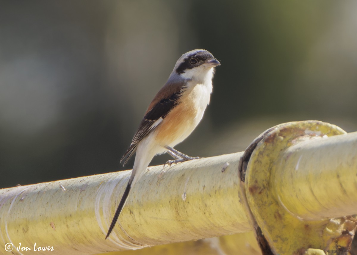 Pie-grièche à bandeau - ML646800928