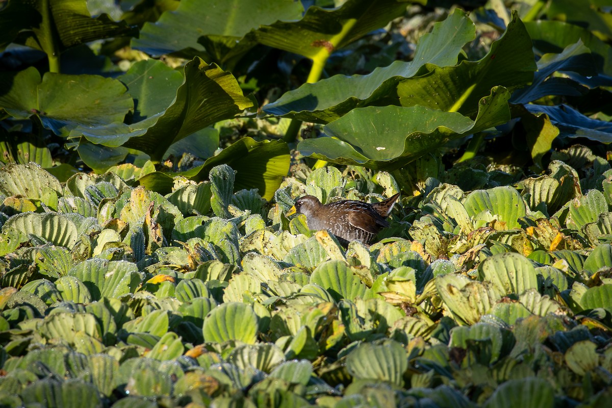 カオグロクイナ - ML646800930