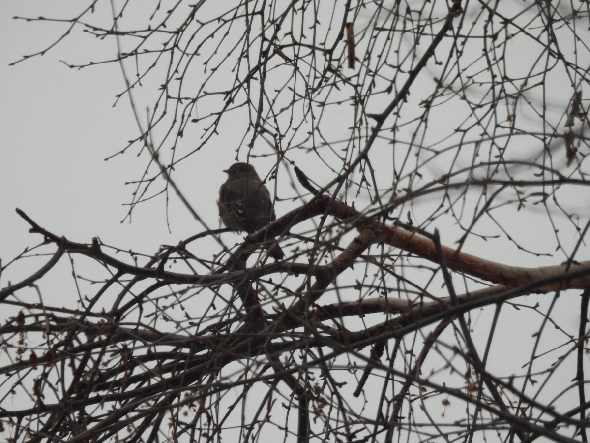Townsend's Solitaire - ML646800932