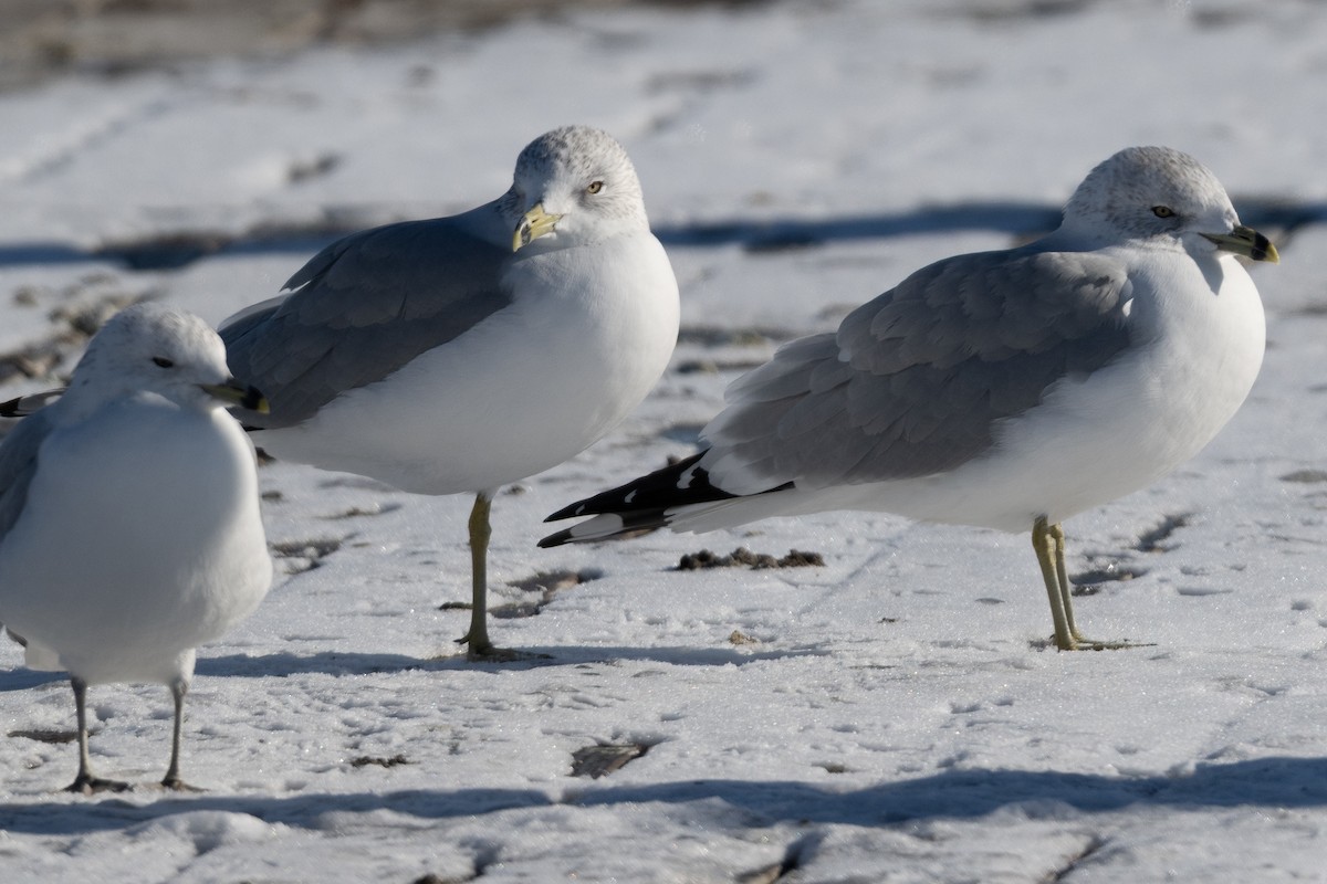 Ring-billed Gull - ML646800934