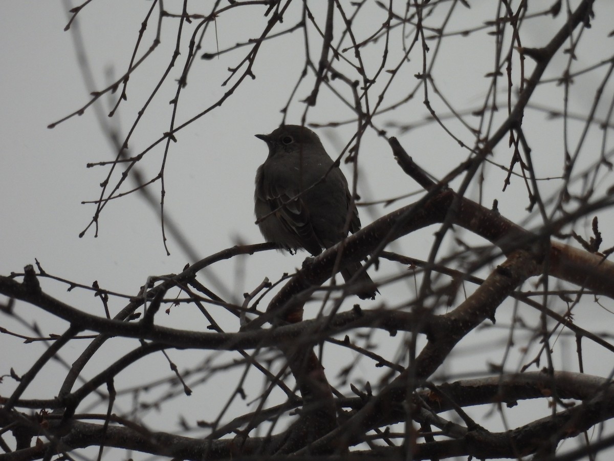 Townsend's Solitaire - ML646800935