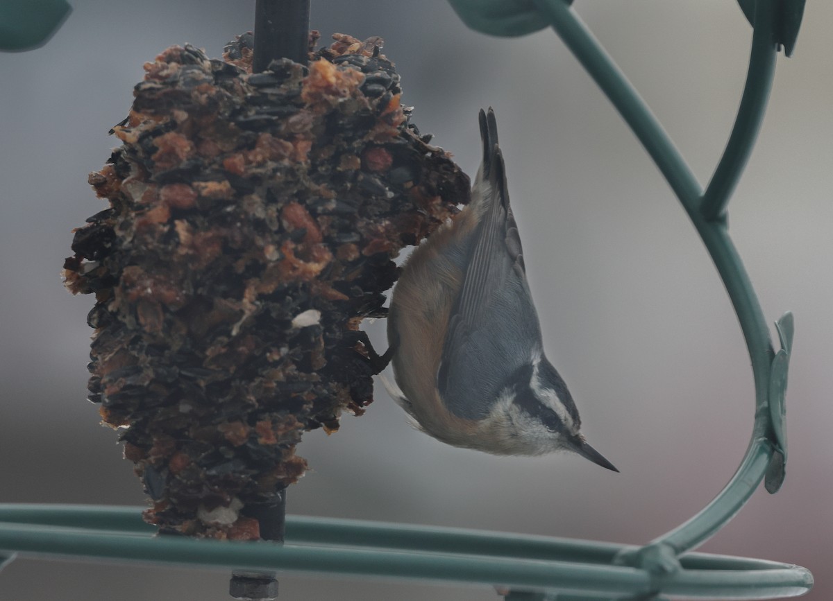 Red-breasted Nuthatch - ML646800938