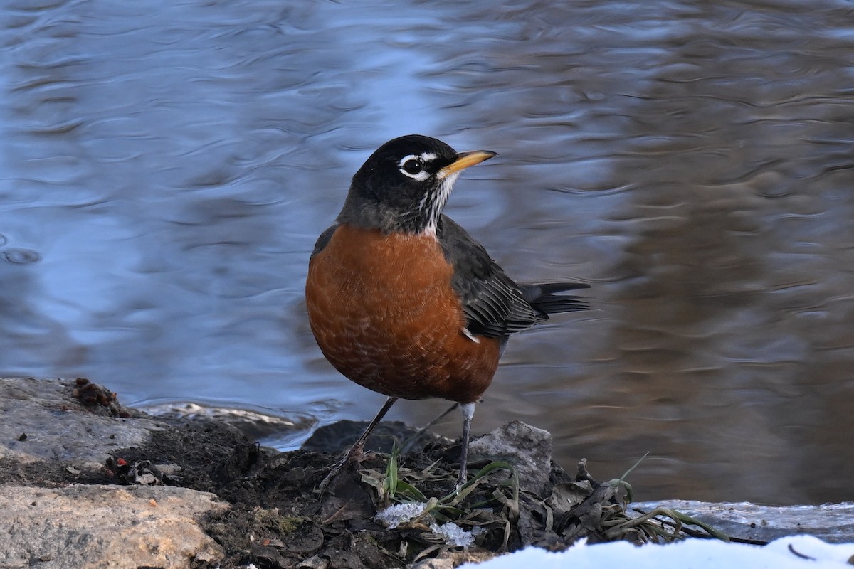 Wanderdrossel - ML646800940