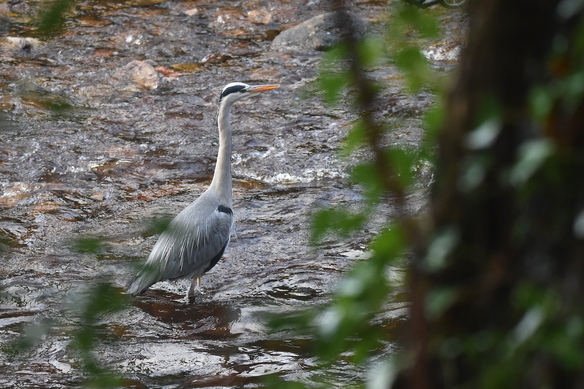 Хөх дэглий - ML646800941