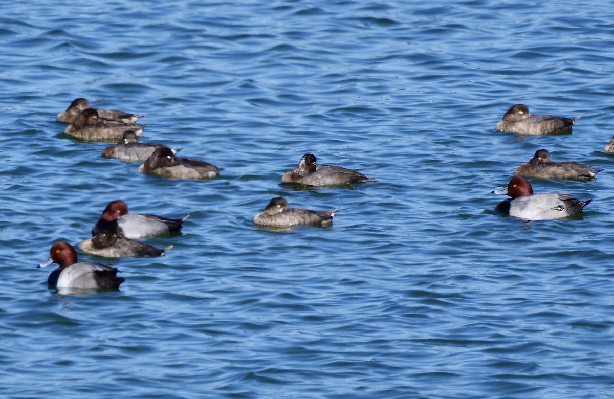 Amerika Elmabaşı - ML646800942