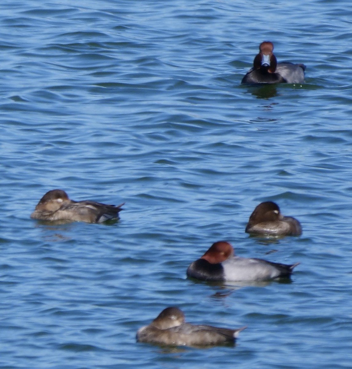 Amerika Elmabaşı - ML646800943