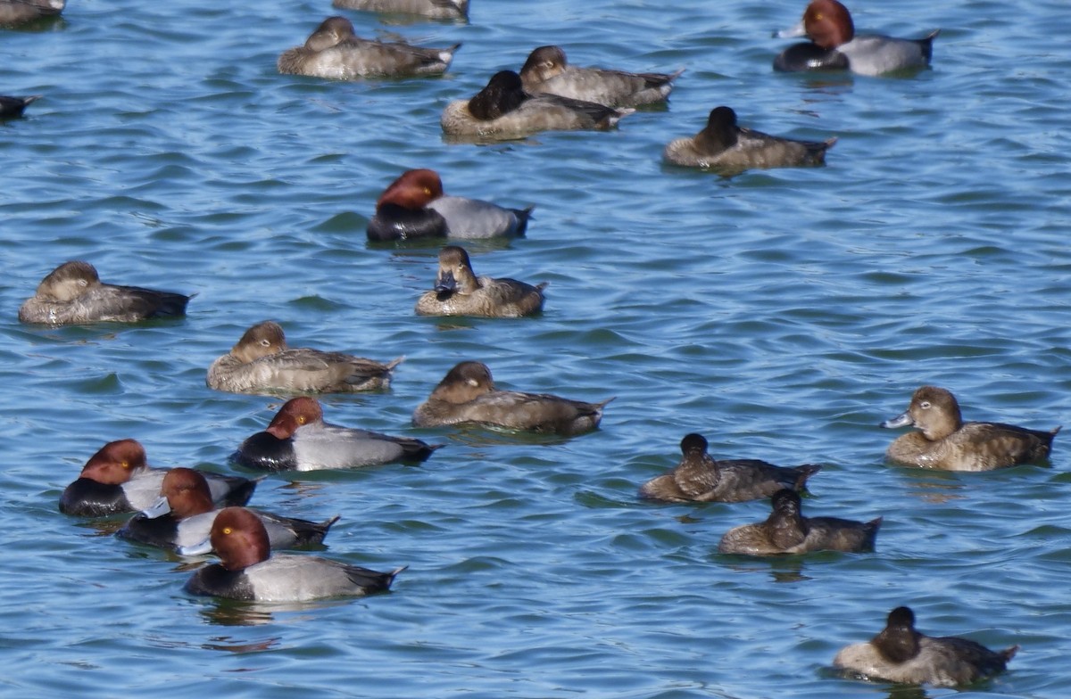 Amerika Elmabaşı - ML646800944