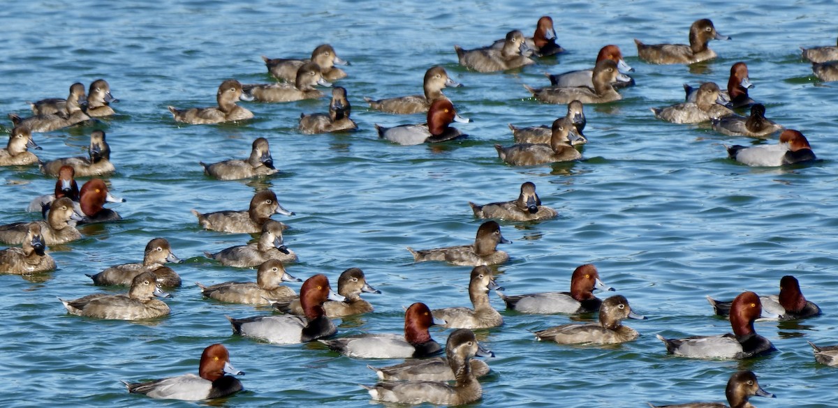 Amerika Elmabaşı - ML646800945