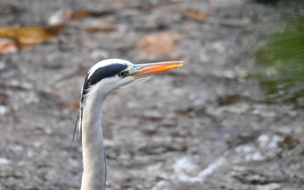 Хөх дэглий - ML646800946