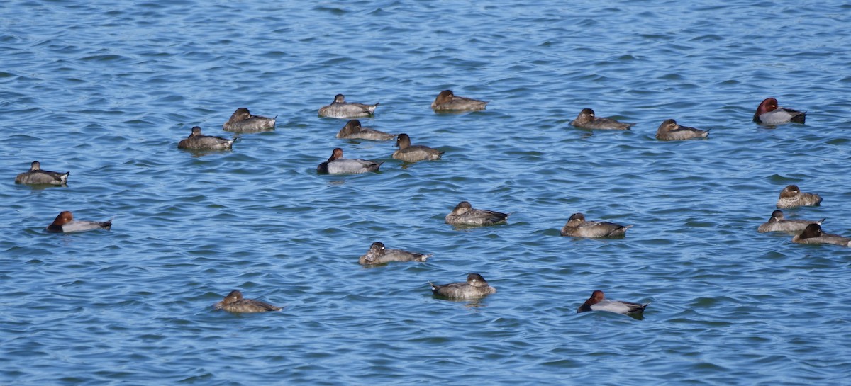 Amerika Elmabaşı - ML646800947