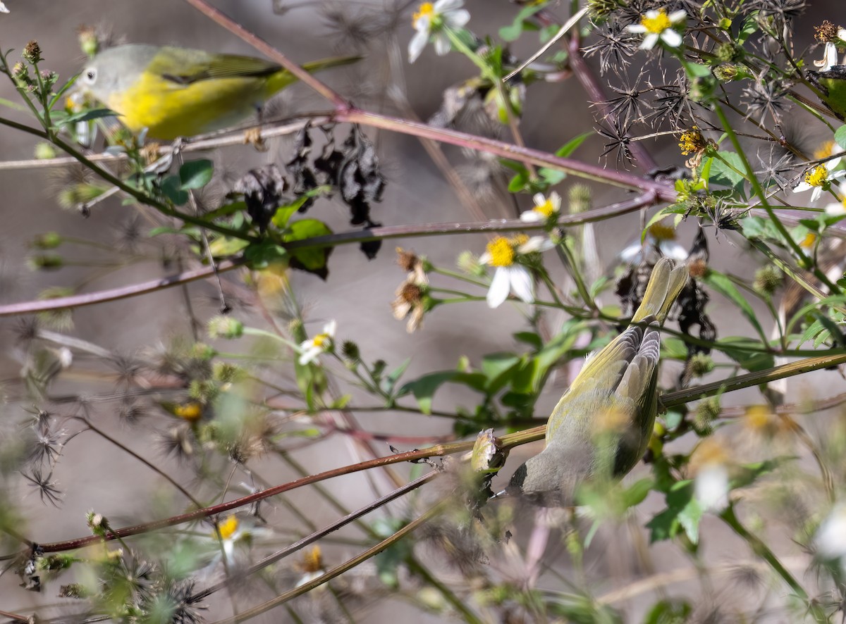 Rubinfleck-Waldsänger - ML646800949