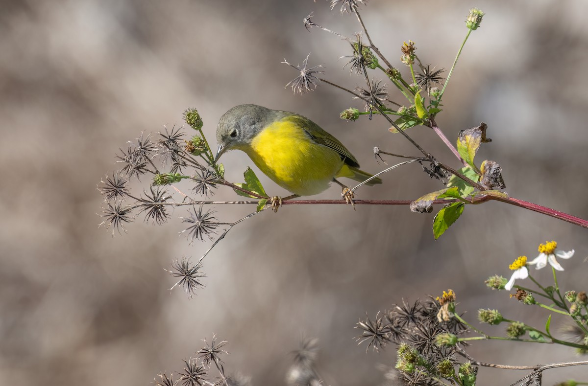 Rubinfleck-Waldsänger - ML646800950