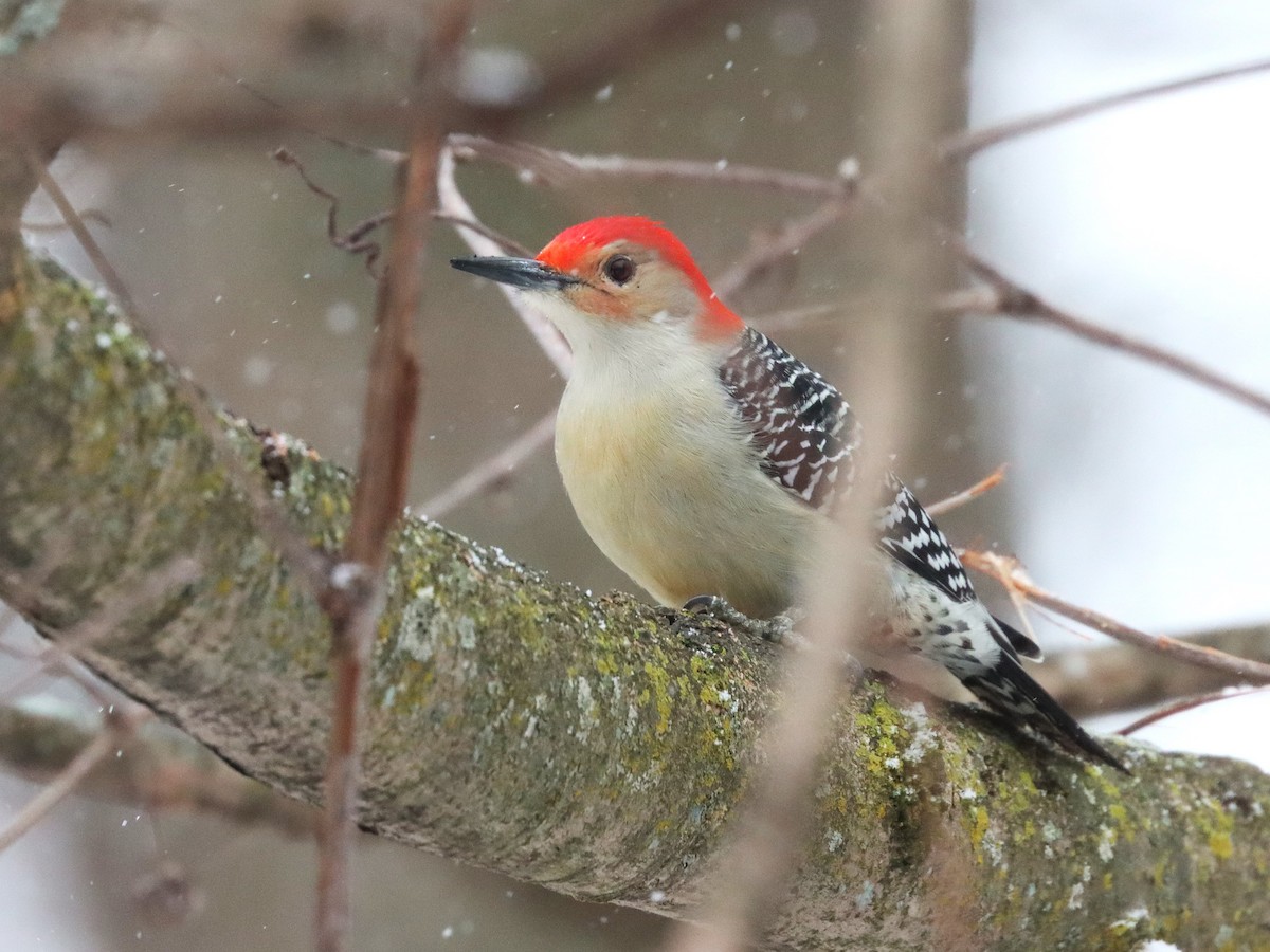 Carolinaspecht - ML646800951