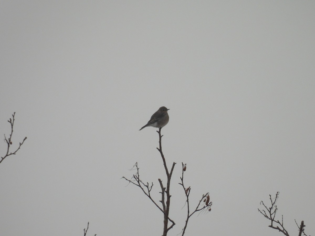 Mountain Bluebird - ML646800952
