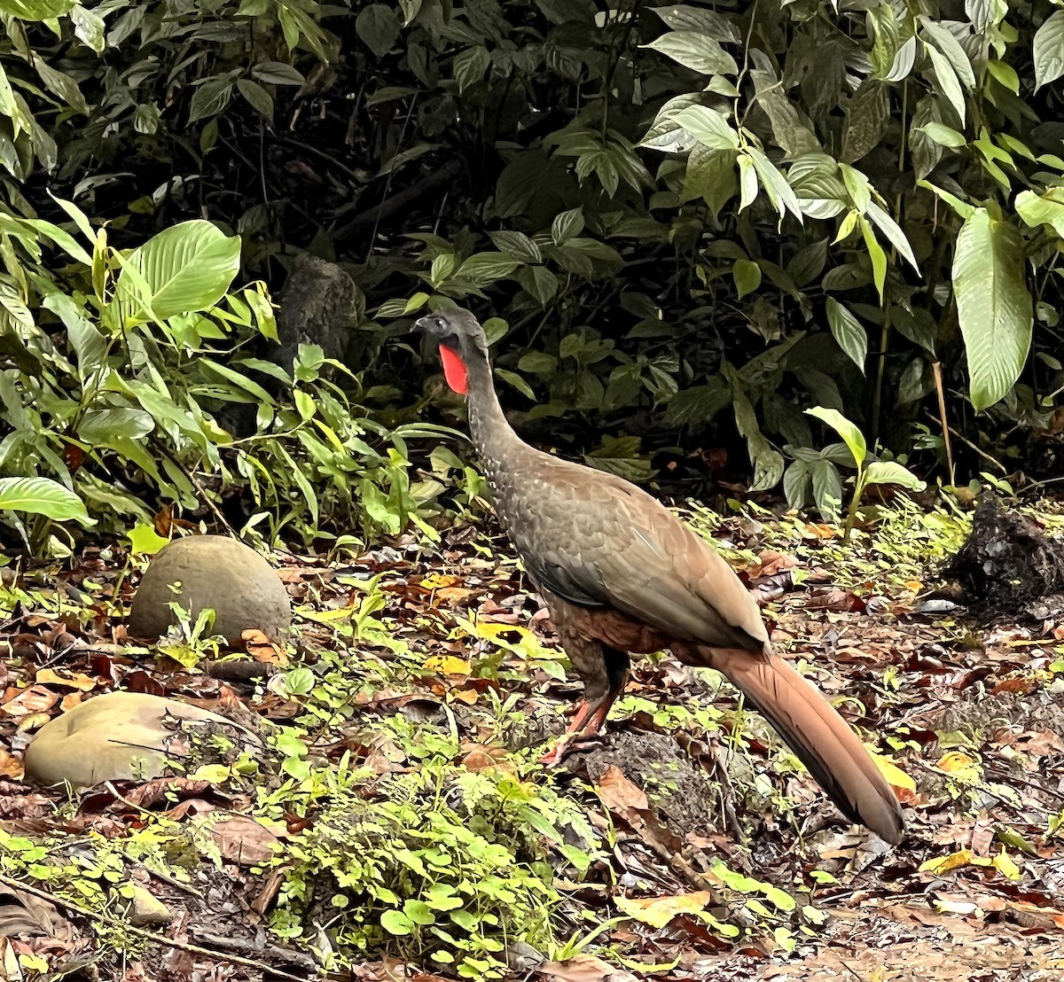 Crested Guan - ML646800953