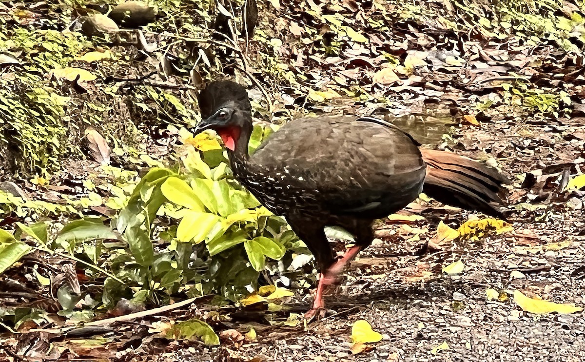 Crested Guan - ML646800954