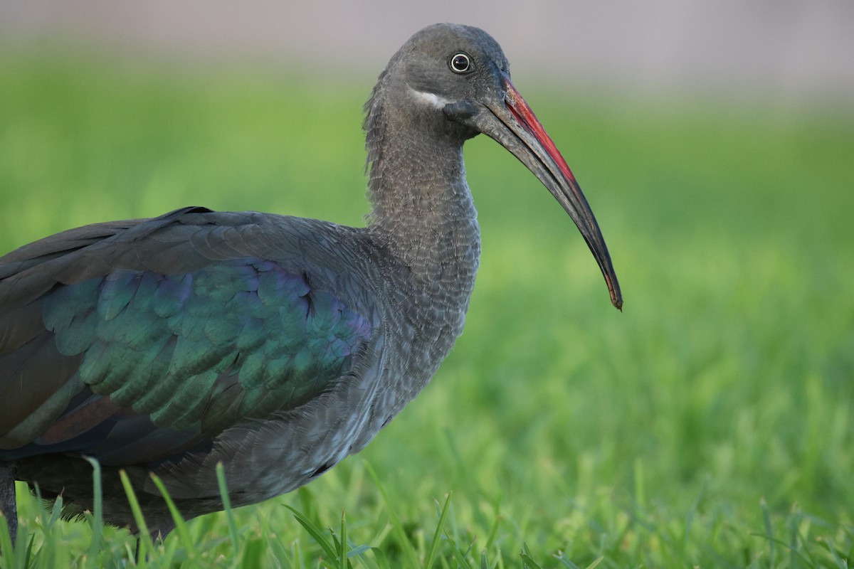 Гагедаш - ML646800955