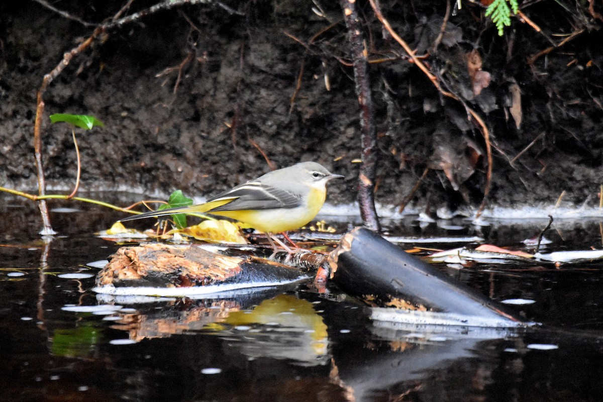 Gray Wagtail - ML646800958