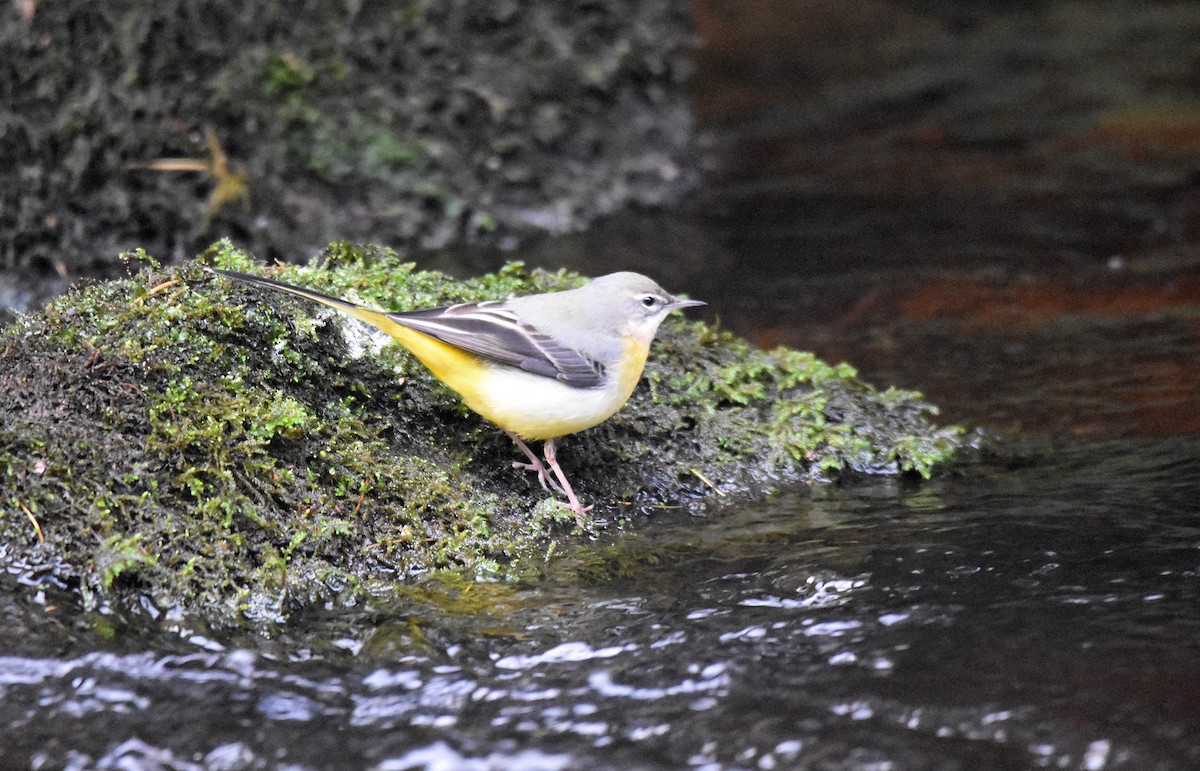 Gray Wagtail - ML646800960