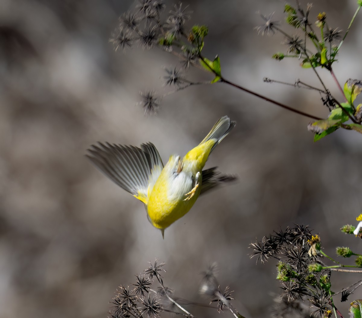 Rubinfleck-Waldsänger - ML646800961