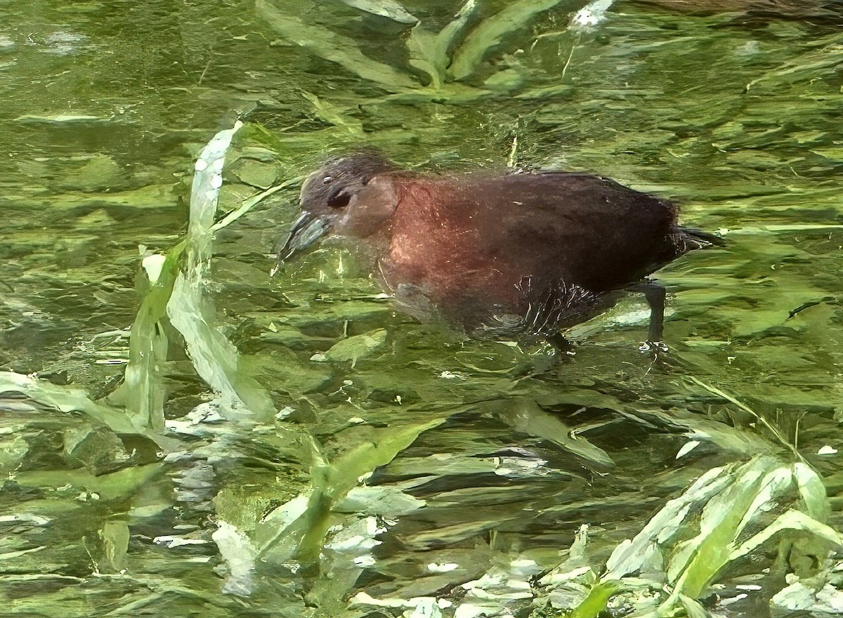 White-throated Crake - ML646800963