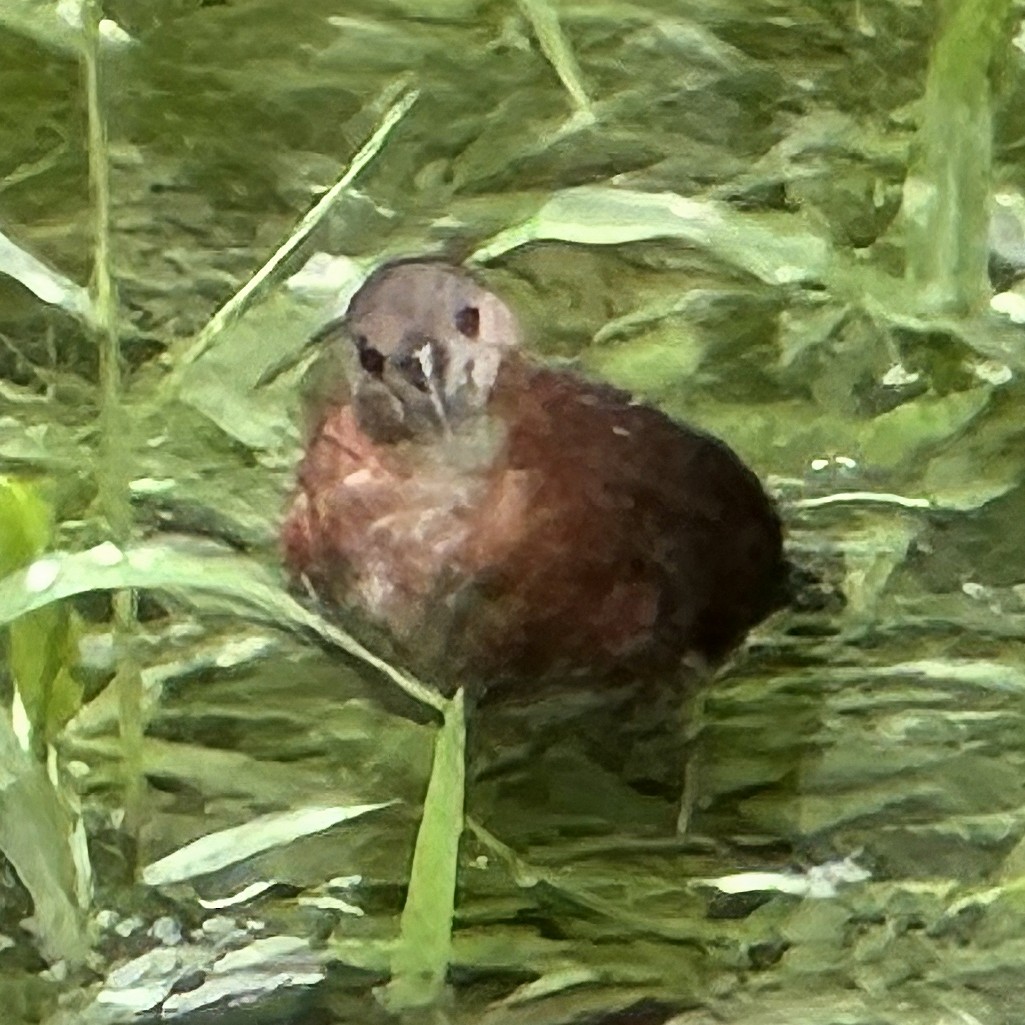 White-throated Crake - ML646800964