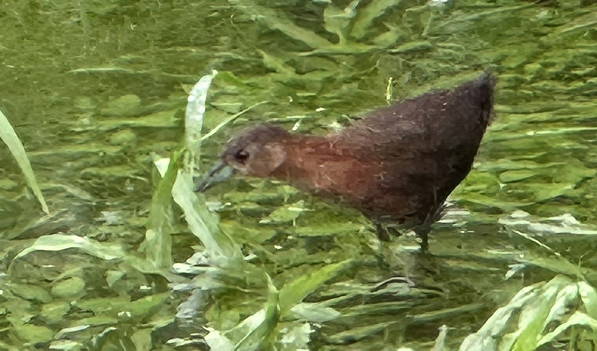White-throated Crake - ML646800965