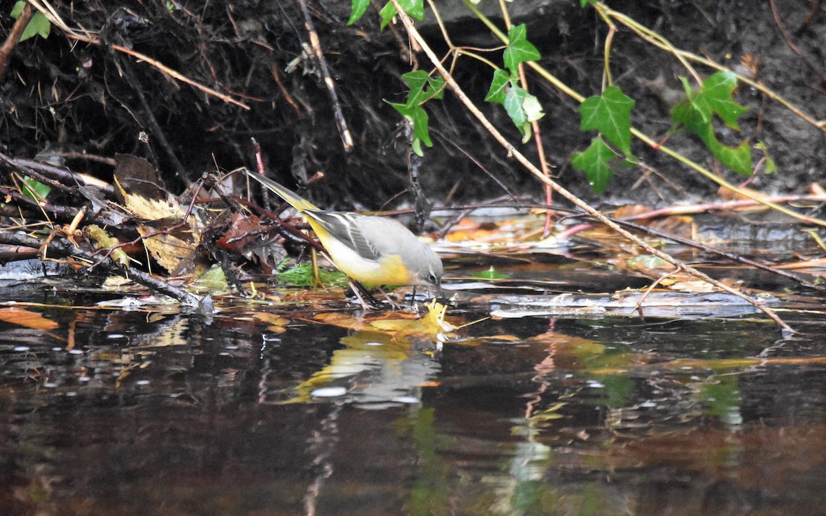 Gray Wagtail - ML646800967