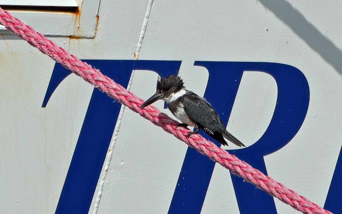 Belted Kingfisher - ML646800968