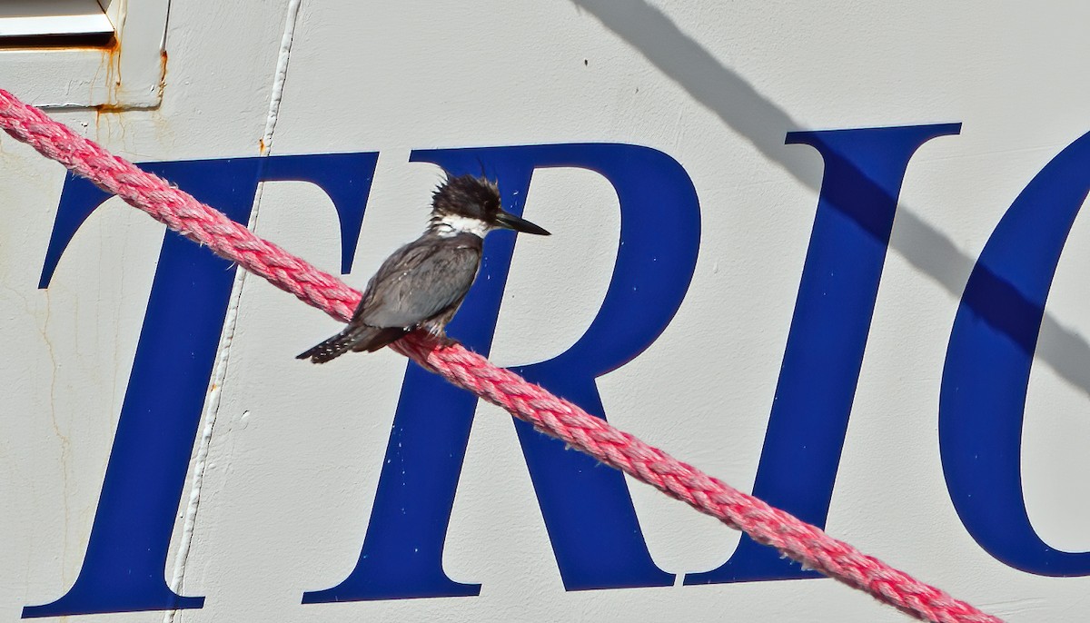 Belted Kingfisher - ML646800969