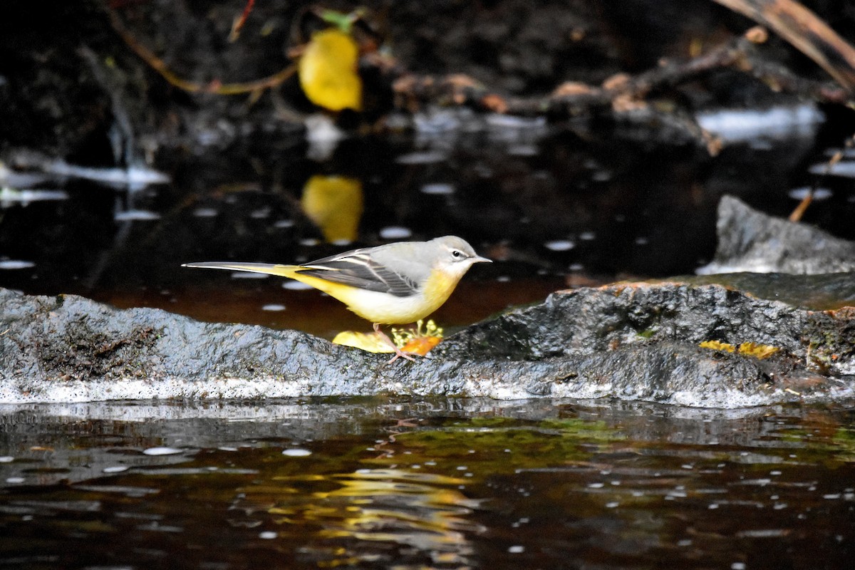 Gray Wagtail - ML646800970