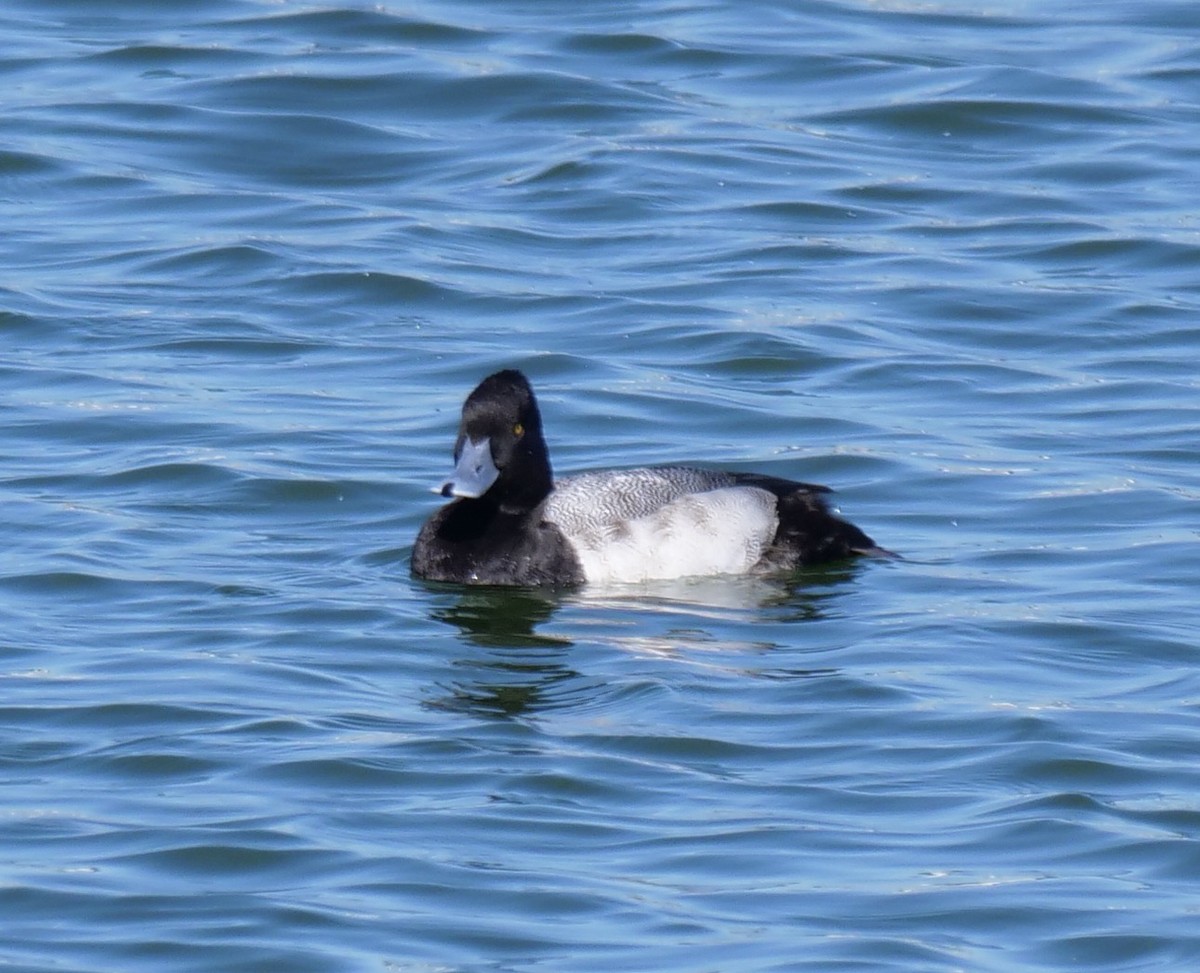 Morbaş Patka - ML646800971