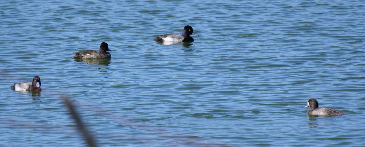 Morbaş Patka - ML646800972