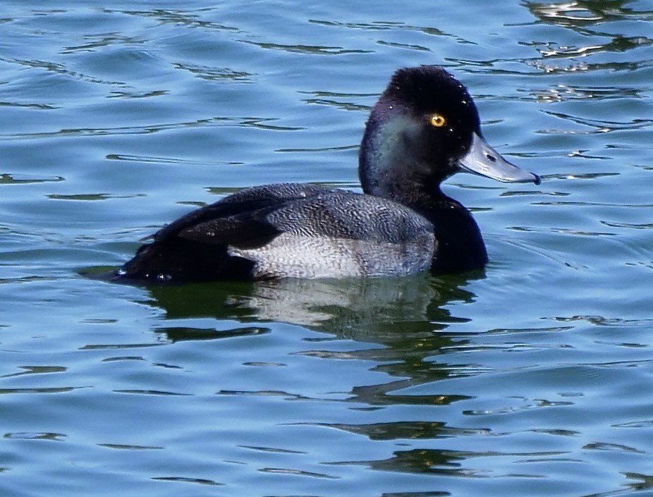 Morbaş Patka - ML646800973