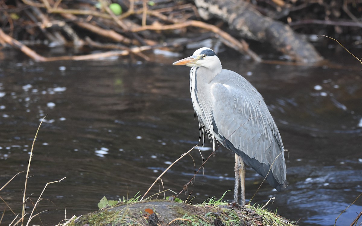 Gray Heron - ML646800974