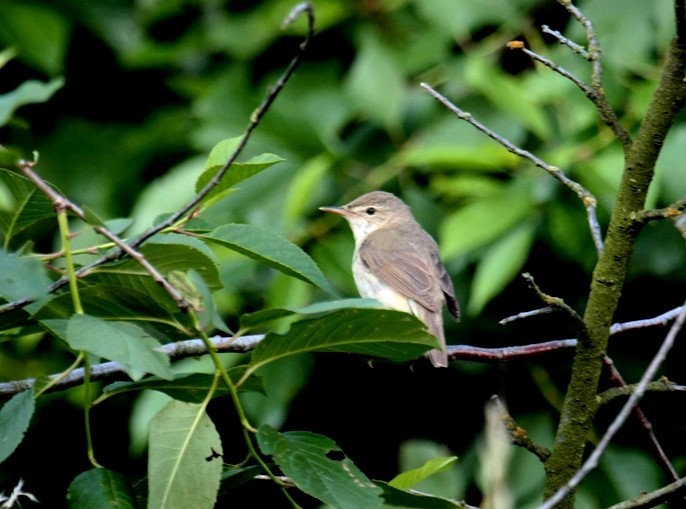 Blyth's Reed Warbler - ML646800977