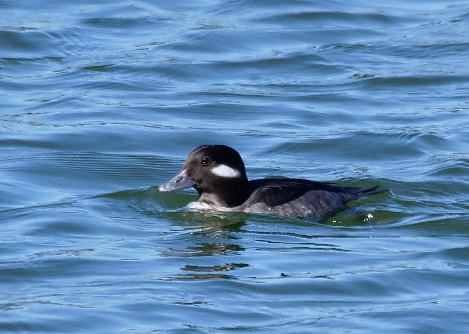 Ak Yanaklı Ördek - ML646800978