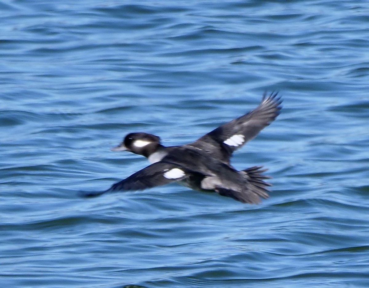 Ak Yanaklı Ördek - ML646800979