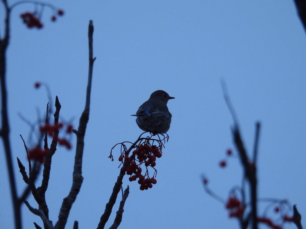 Mountain Bluebird - ML646800981