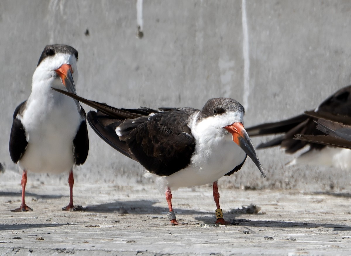 Black Skimmer - ML646800983