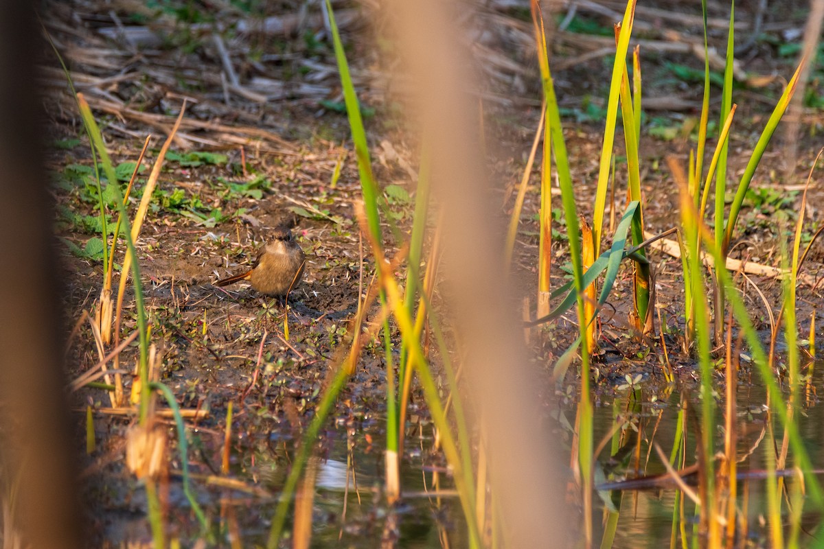 Daurian Redstart - ML646800984