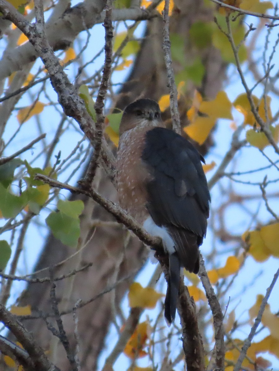 Куперов ястреб - ML646800985