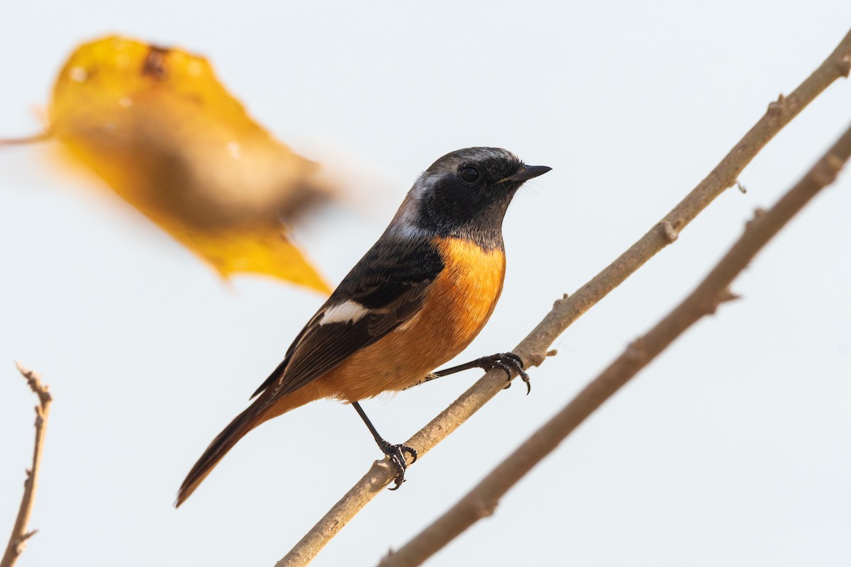 Daurian Redstart - ML646800986