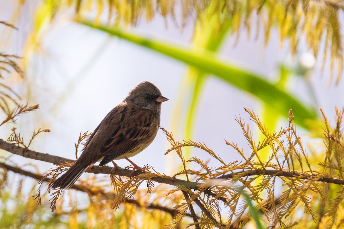Black-faced Bunting - ML646800987