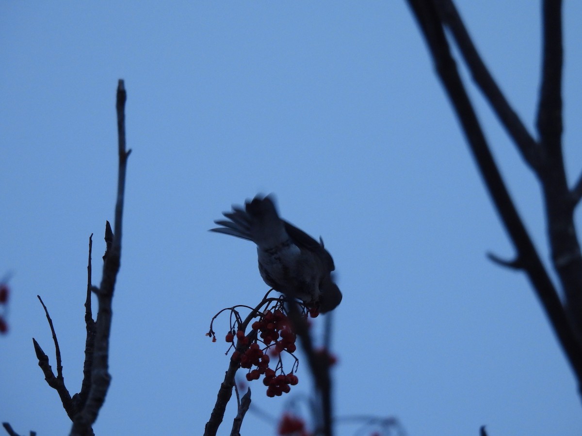 Mountain Bluebird - ML646800988